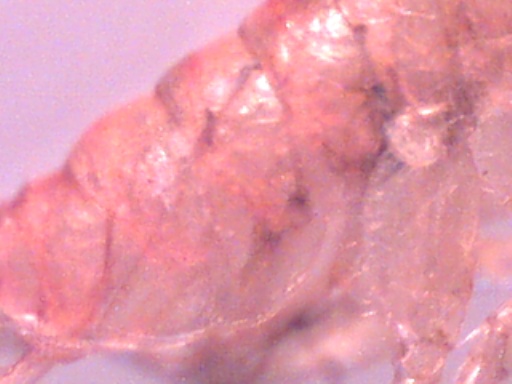 Piccoli crostacei raccolti dal Po vicino a Settimo Torinese